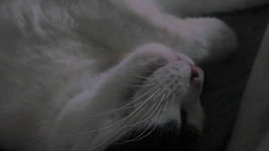 cozy kitty time