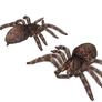 Resident Evil Outbreak Giant Spider (XPS) Download