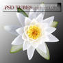 psd flowers with mask 5