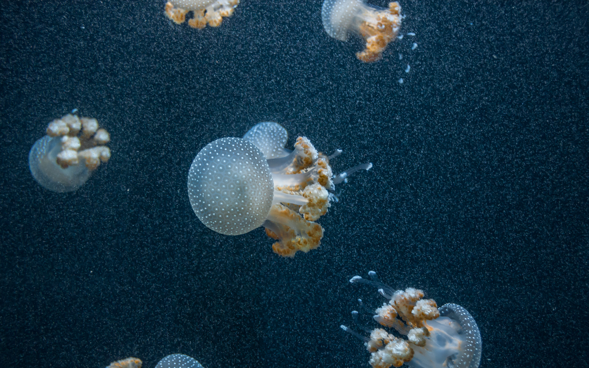 Jellyfish Wallpaper