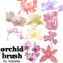 Orchid Brushes