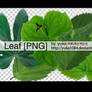 leaf png 1