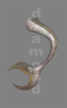 Mermaid Tail