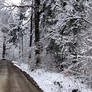 Winter's Silent Forest