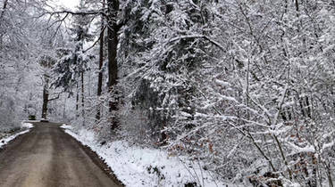 Winter's Silent Forest