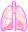 Tini Lungs