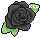 Black Rose