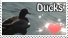 ducks