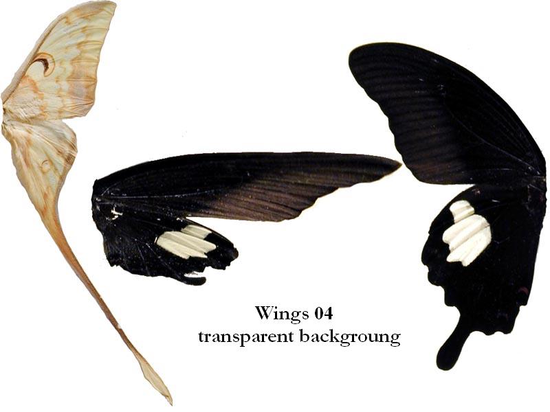 Wings 04 - Transparent BG