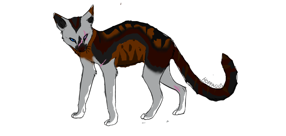 Shallowleaf ref by Hazelfeather37 on DeviantArt