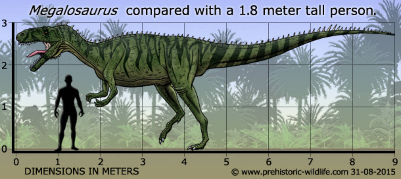 Megalosaurus size by Frylock921 on DeviantArt