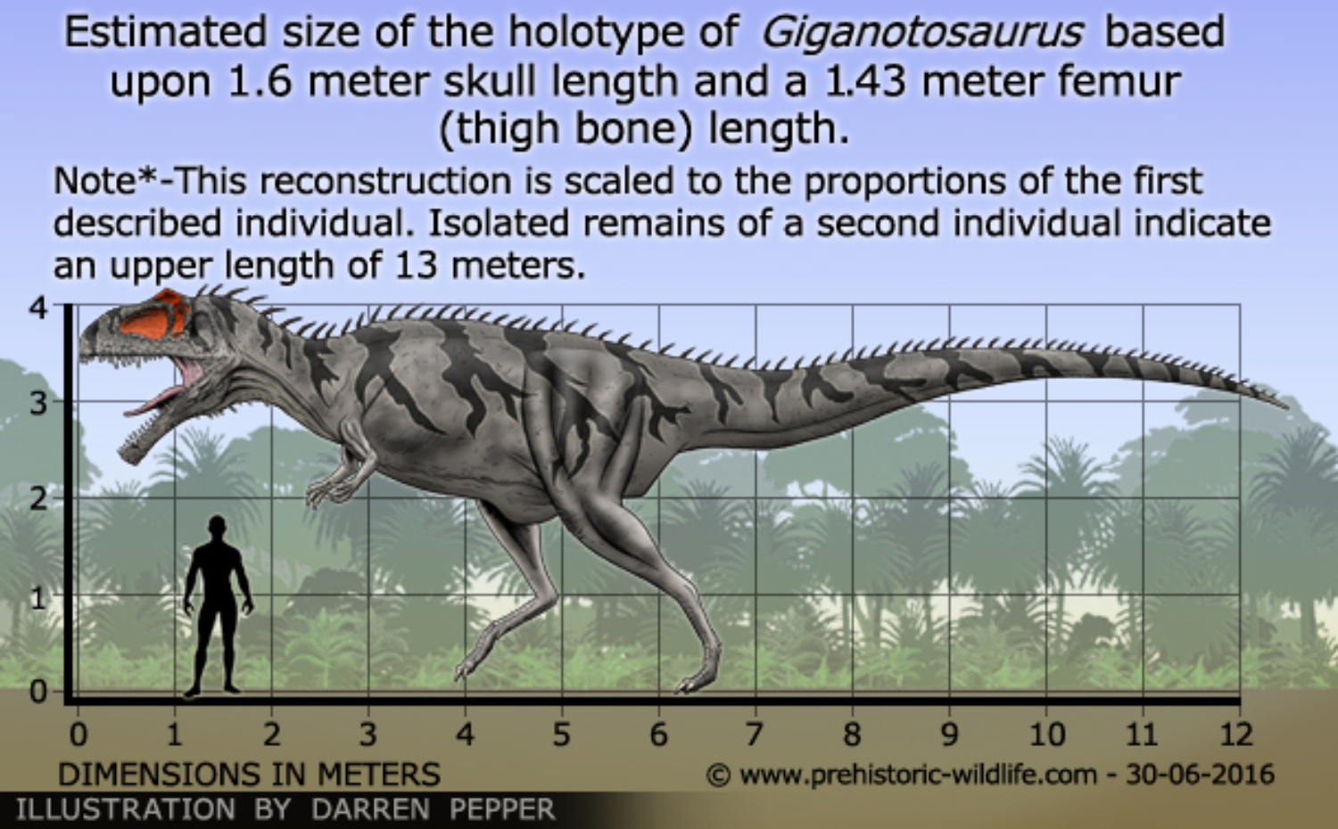 Giganotosaurus Size By Frylock921 On DeviantArt Giganotosaurus Size By Frylock921 On DeviantArt