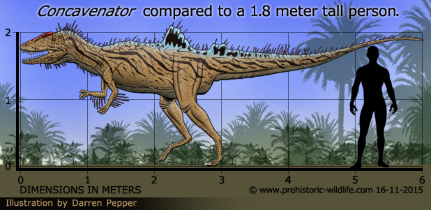 Concavenator Size By Frylock921 On DeviantArt