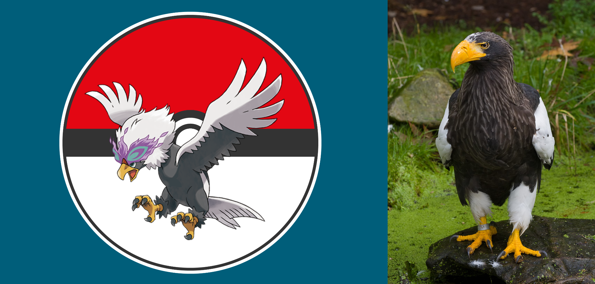 Pokemon and Animal: Hisuian Braviary by Frylock921 on DeviantArt