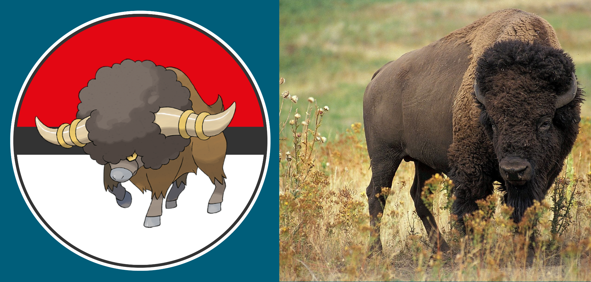 Pokemon and Animal: Bouffalant by Frylock921 on DeviantArt