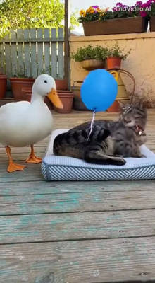 Duck pranks cat
