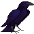 raven by tympaniticus