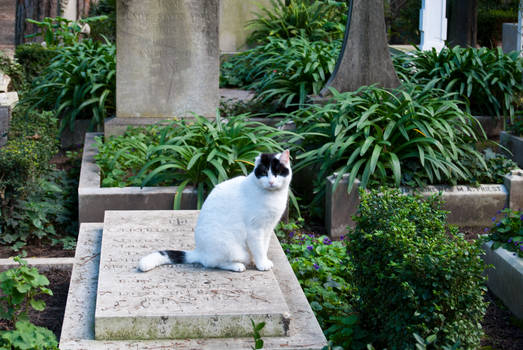 Cat on the grave