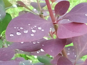 crystal clear raindrops