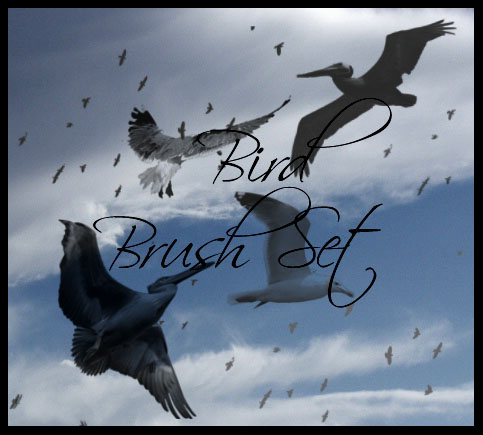 Bird Brush Pack