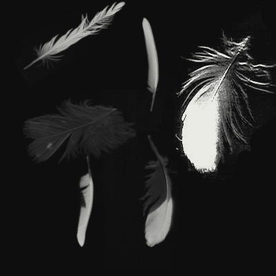 FEATHERS