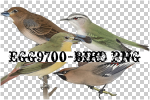 egg9700-bird-4PNG
