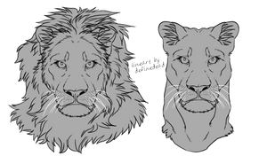 Lion busts