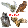 17x OWL pictures - PNG files - blank BG