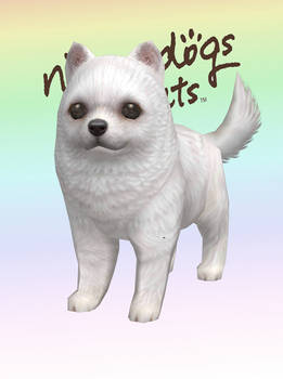 Pomeranian