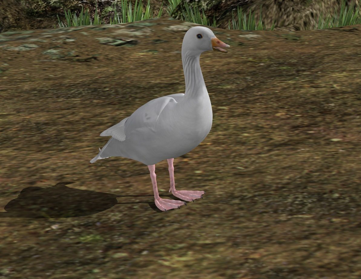 Domestic Goose