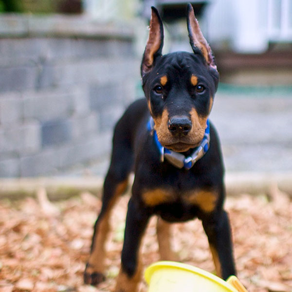 Corgi doberman store