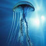 Jellyfish Model