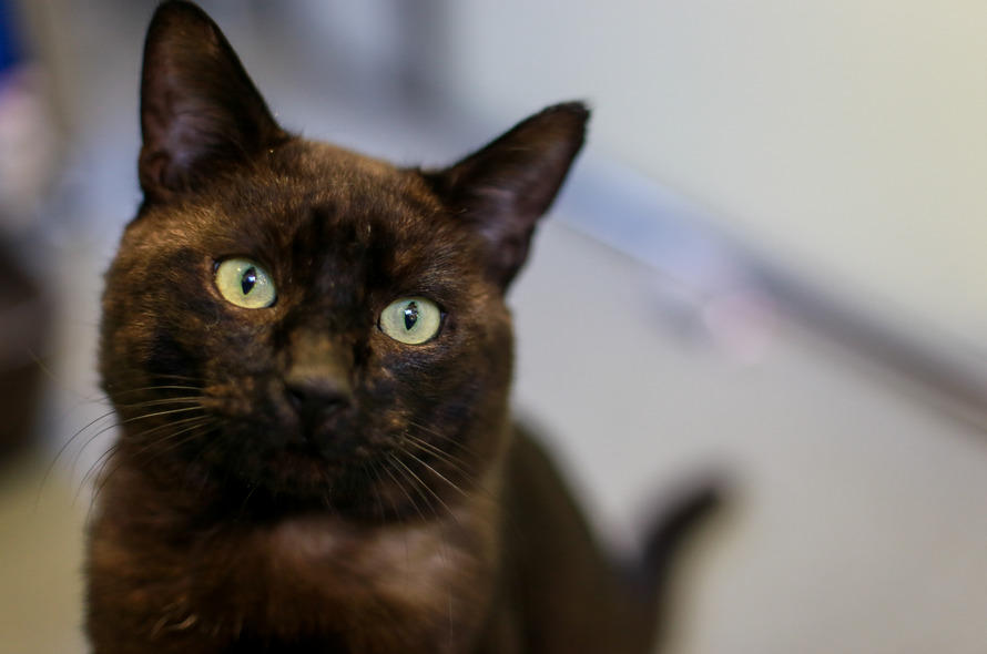 You're adorableSteve Rogers x Kitten!Reader1 by NatashaIsBae on