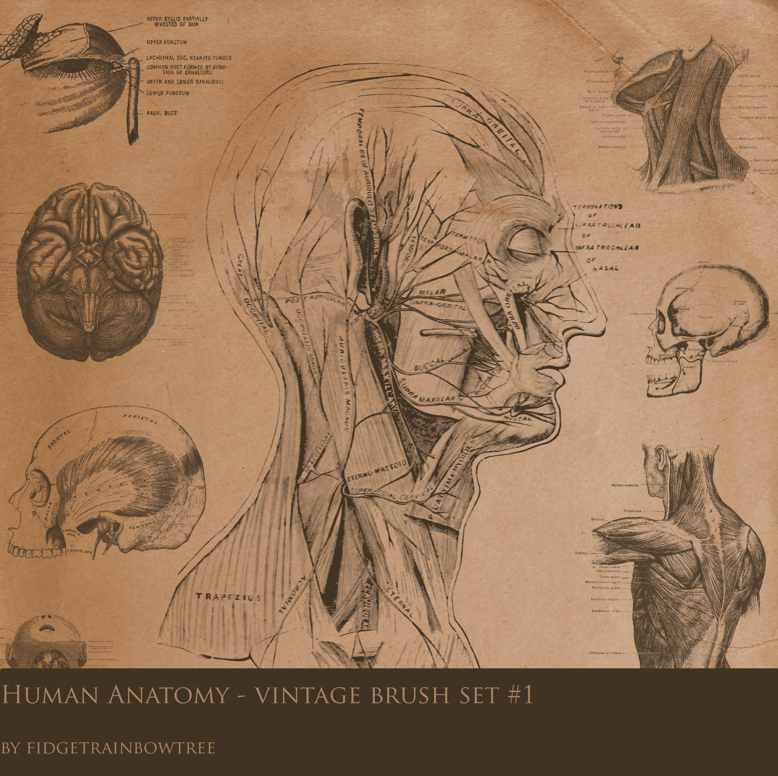 anatomisti Tavola anatomica di una testa 2 - by Fidgetrainbowtree Pubblicazione incerta © dell'autore, tutti i diritti riservati