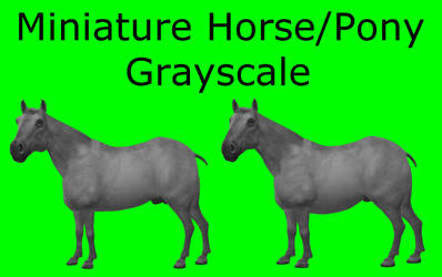 CC0 - Miniature Horse/Pony Grayscale
