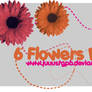 6 Flowers PNG
