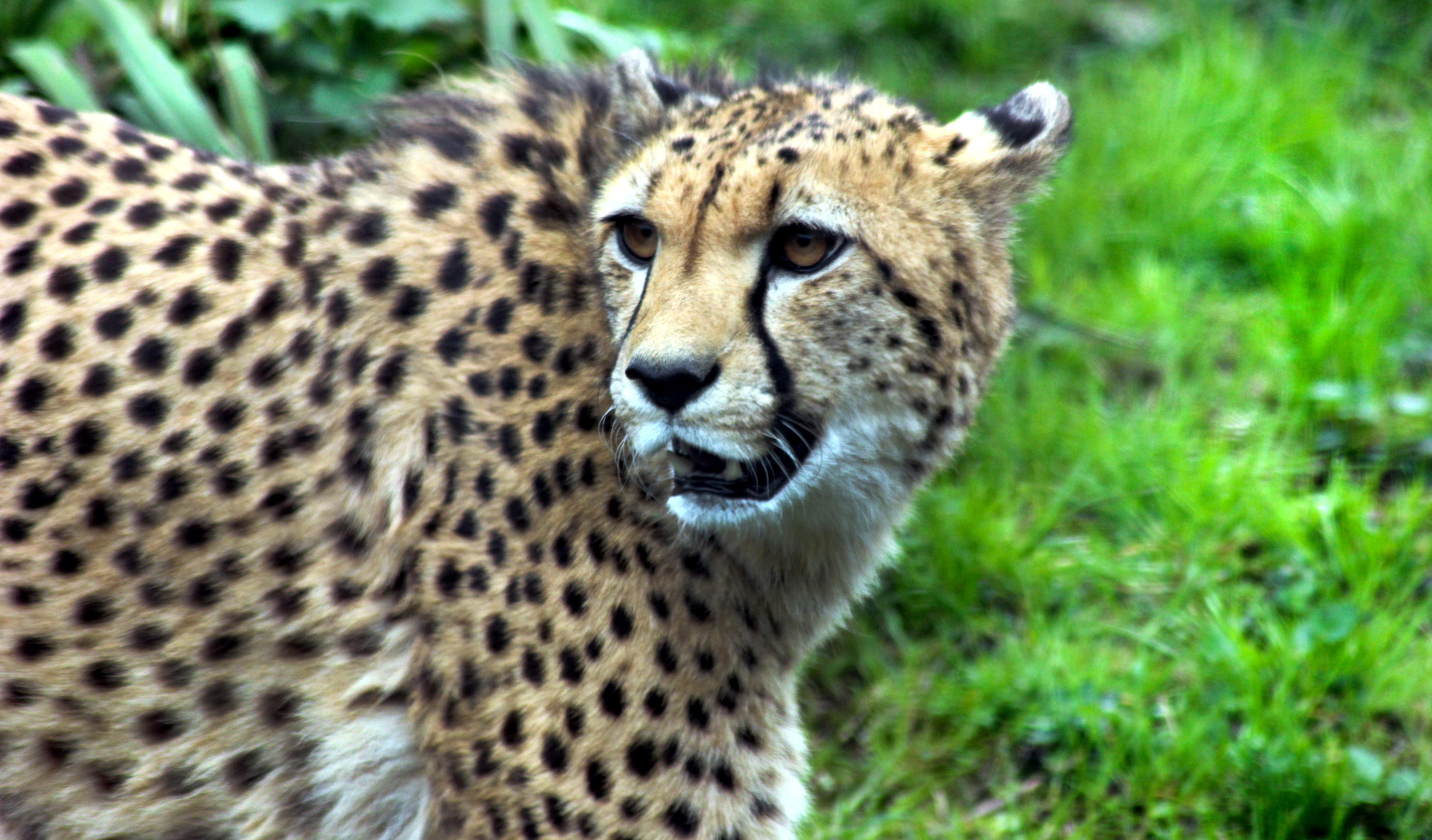 Gepard