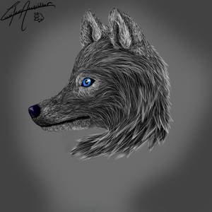 Wolf- Tablet Test