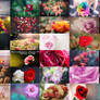 200 Roses flowers Full HD wallpapers pack