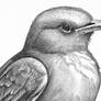 Bird! :)