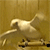 Parrot dancing emoticon