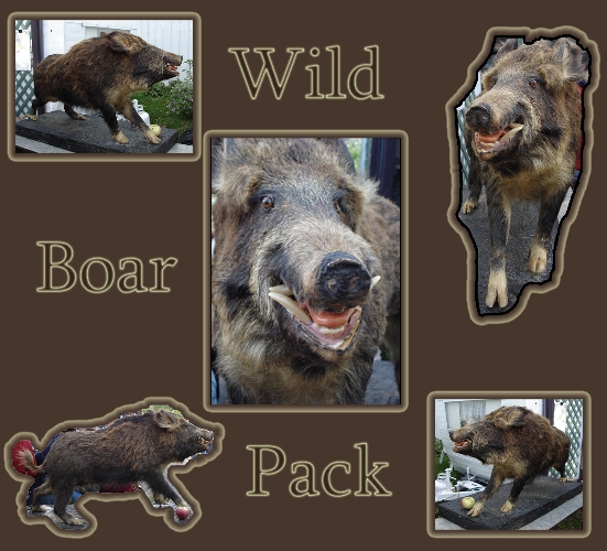 Wild Boar Pack