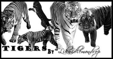Tiger Brush Pack