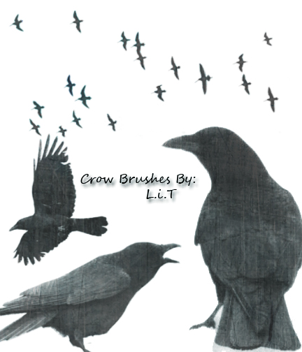 Crow Brushes pk 1