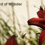 Burst of Wonder