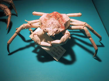 Arctic Lyre Crab