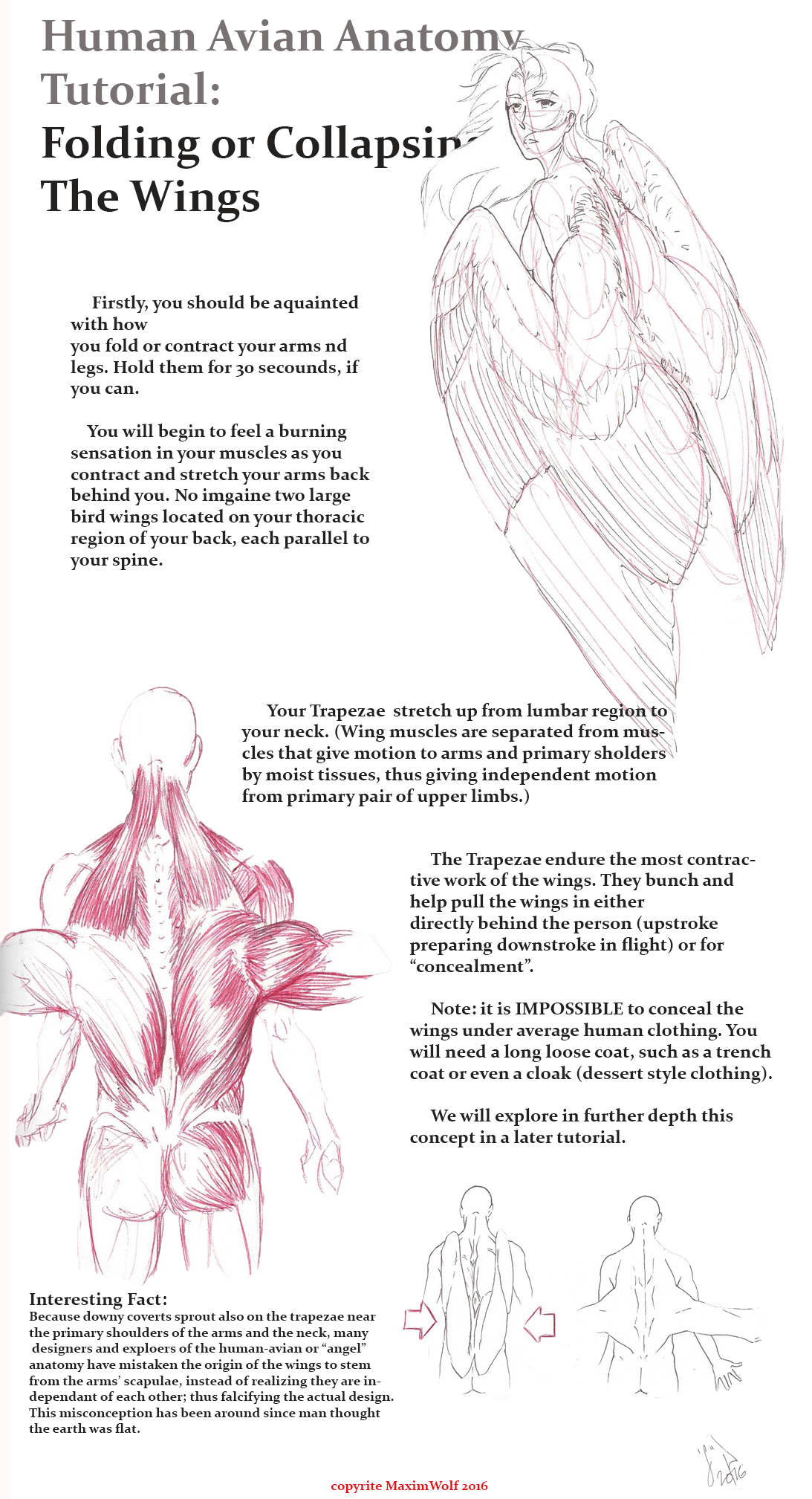 avian anatomy diagram