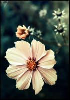 LUCIDUS III [Dolphin By Default]