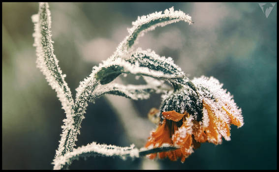 https www deviantart com tag botanic
