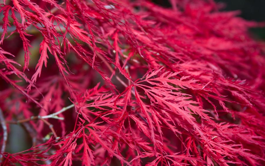 Japanese Maple 1